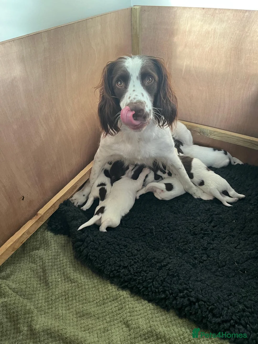 English Springer Spaniel dogs for sale: Springer spaniel puppies - 2 boys remaining - Advert 1