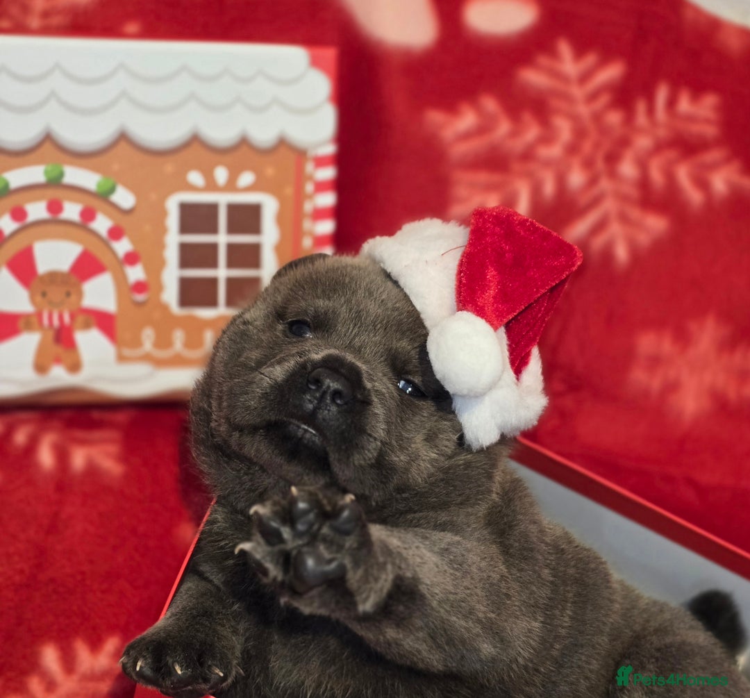 Mixed Breed dogs for sale: Chaffy puppies - Advert 25