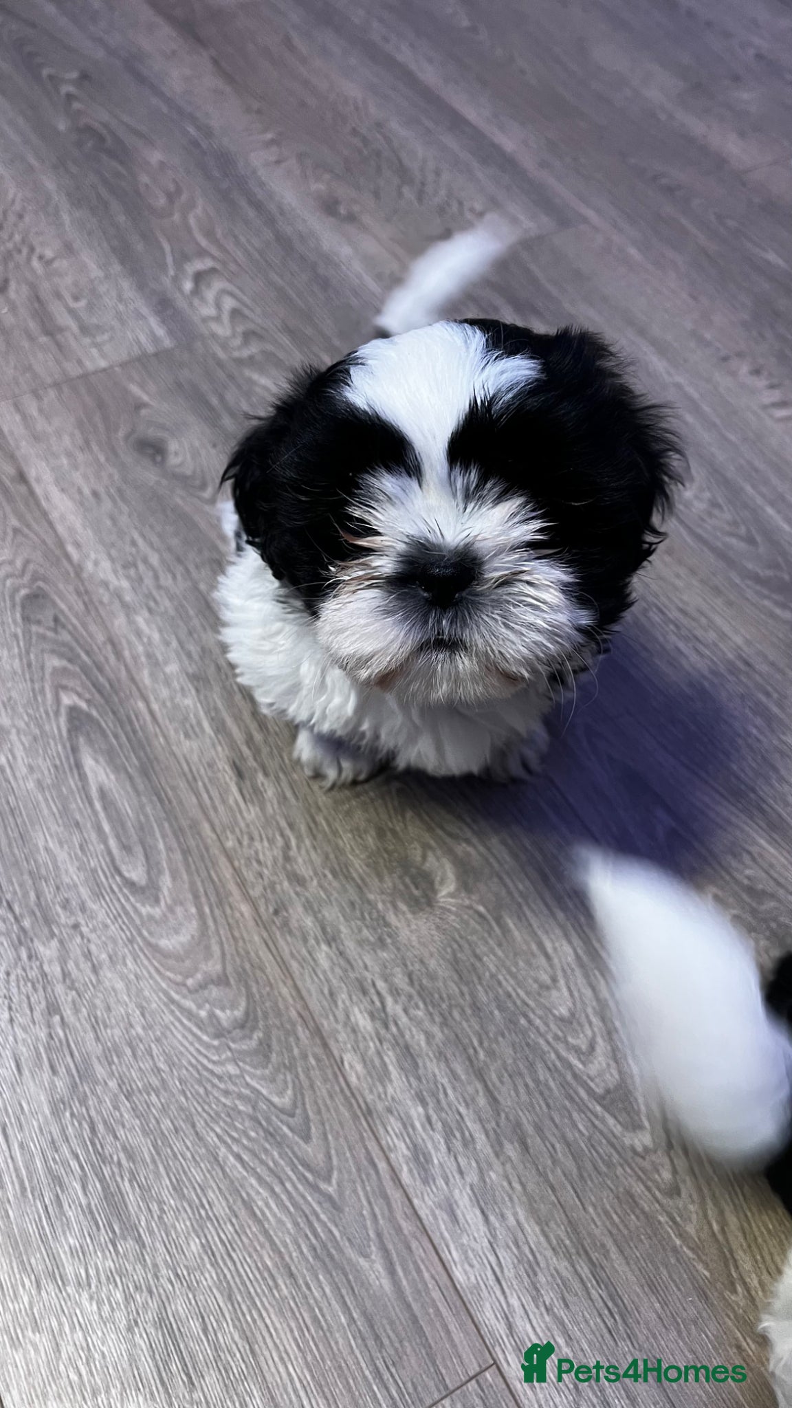 Shih Tzu dogs 3 playful puppies  - Advert 1