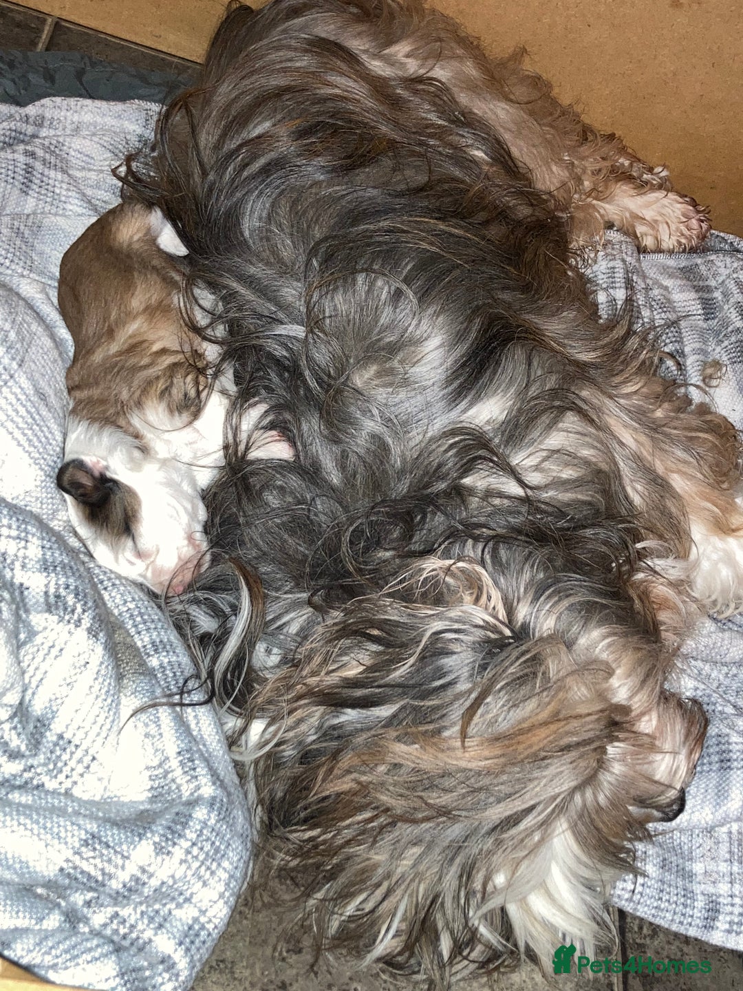 Tibetan Terrier dogs for sale: Beautiful KC registered Tibetan terrier puppy - Advert 3