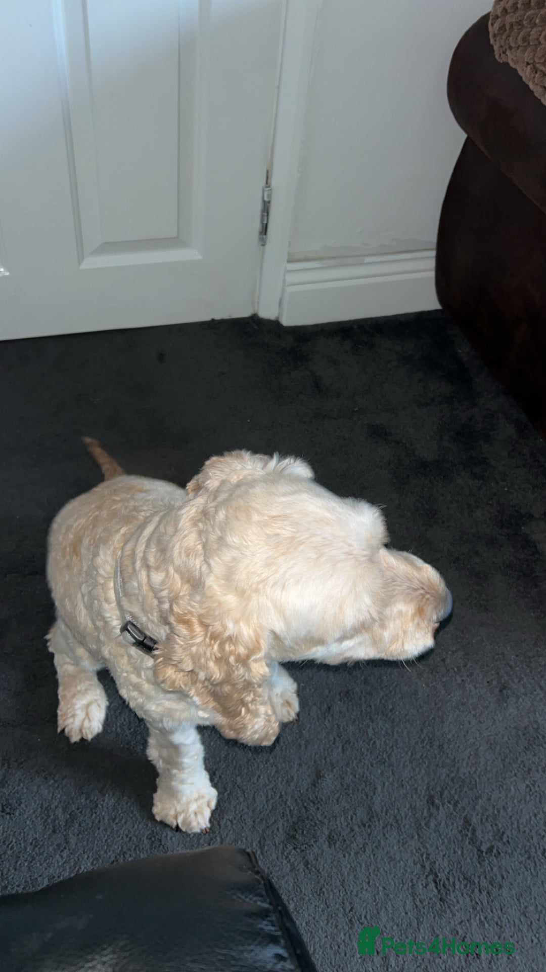 Cockapoo dogs for stud: Buddy the cockapoo ❤️ - Advert 3