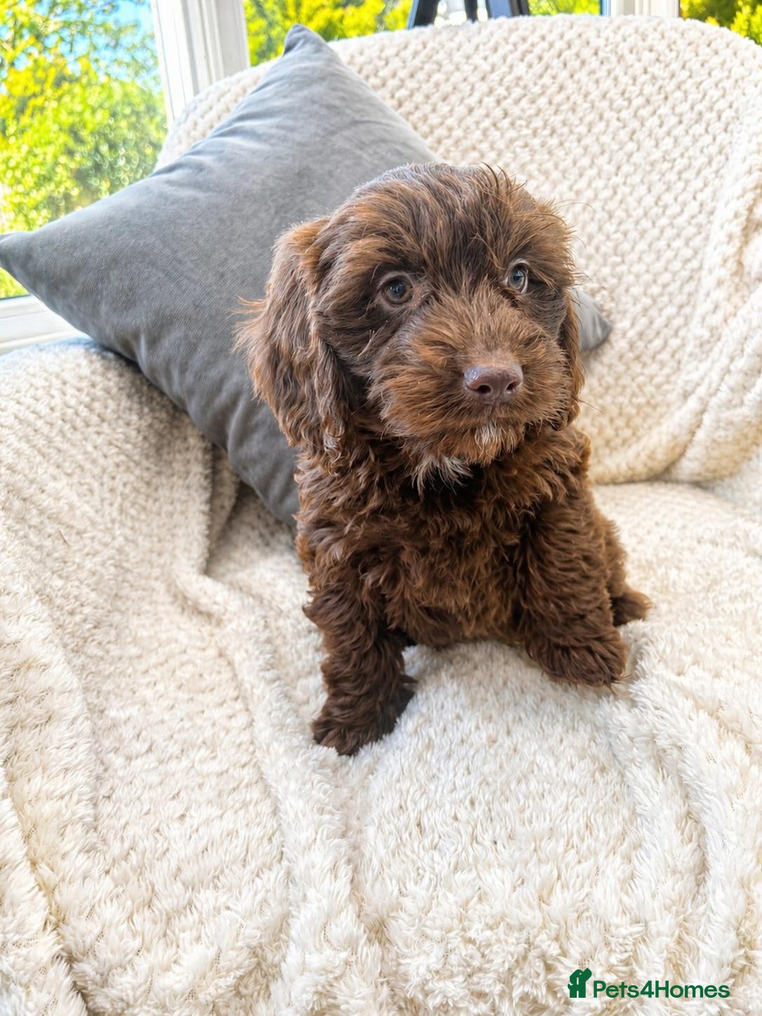 Cockapoo dogs F1 cockapoo puppies - Advert 2