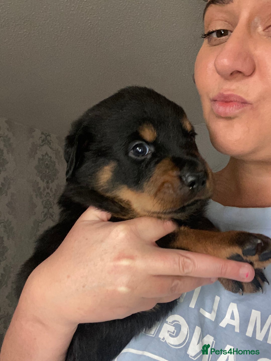 Rottweiler dogs for sale: Beautiful litter of 6 boys - Image 25