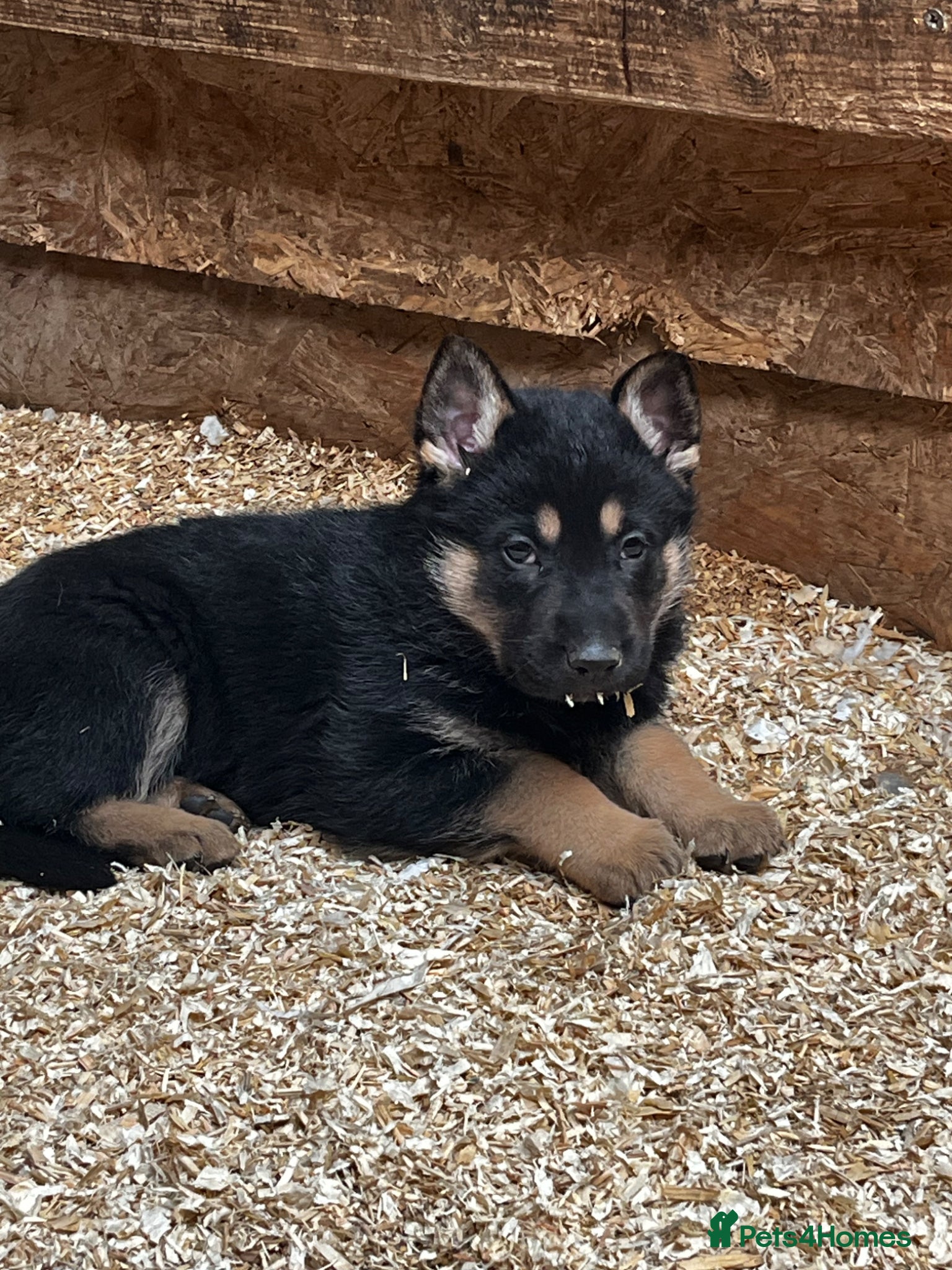 German Shepherd dogs Stunning Black and Tan German Shepard puppies - Advert 4
