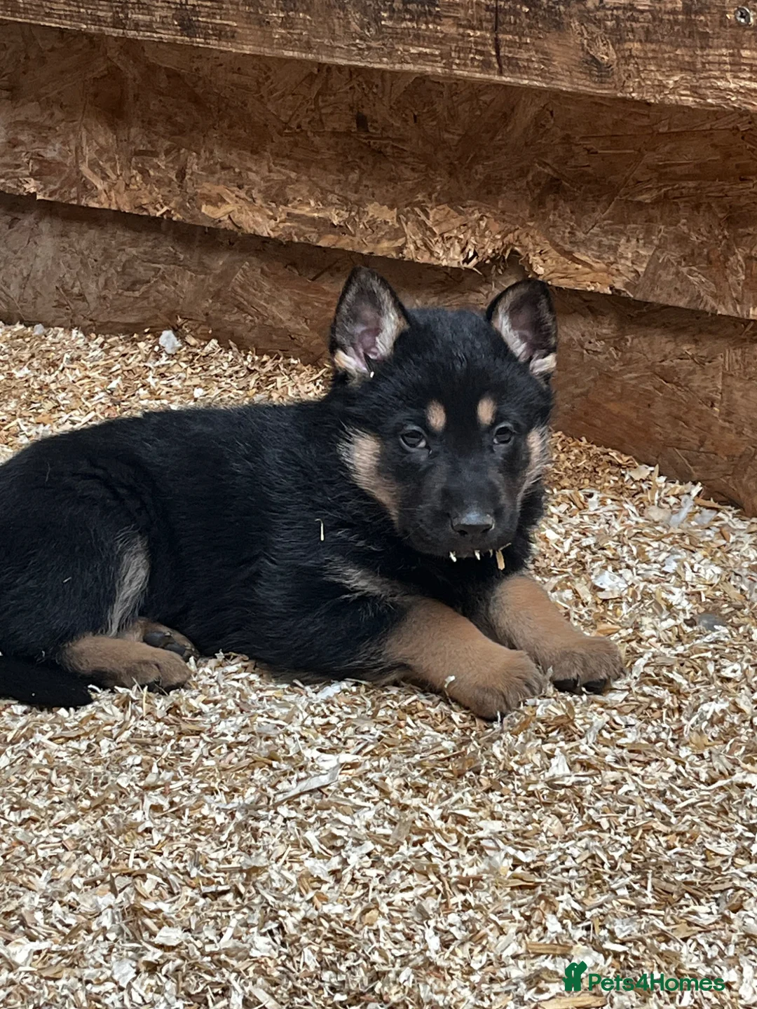 German Shepherd dogs for sale: Stunning Black and Tan German Shepard puppies - Advert 1
