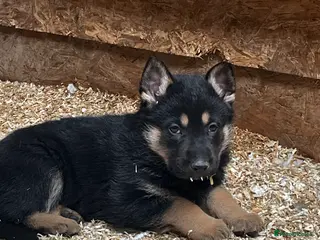 German Shepherd dogs Stunning Black and Tan German Shepard puppies - Advert 4