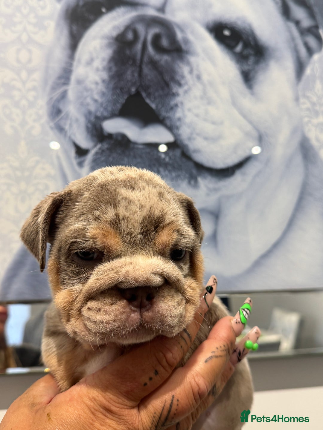 English Bulldog dogs for sale: English bulldog puppies  - Image 6