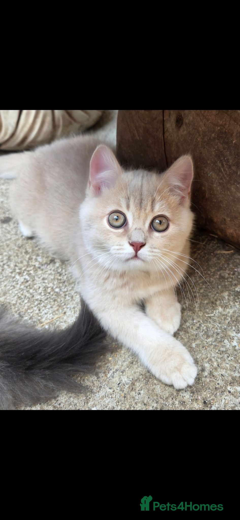 British Shorthair cats 💖 GCCF Active Registered Female 💖 - Advert 2