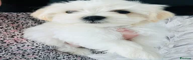 Maltese Puppy 2