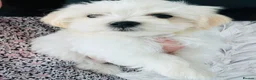 Maltese dogs for sale: Maltese-small size/hypoallergenic 3 boys-left! - Advert 12