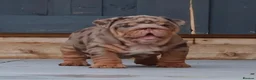 English Bulldog dogs for sale: Outstanding Litter of English Bulldogs - Advert 6