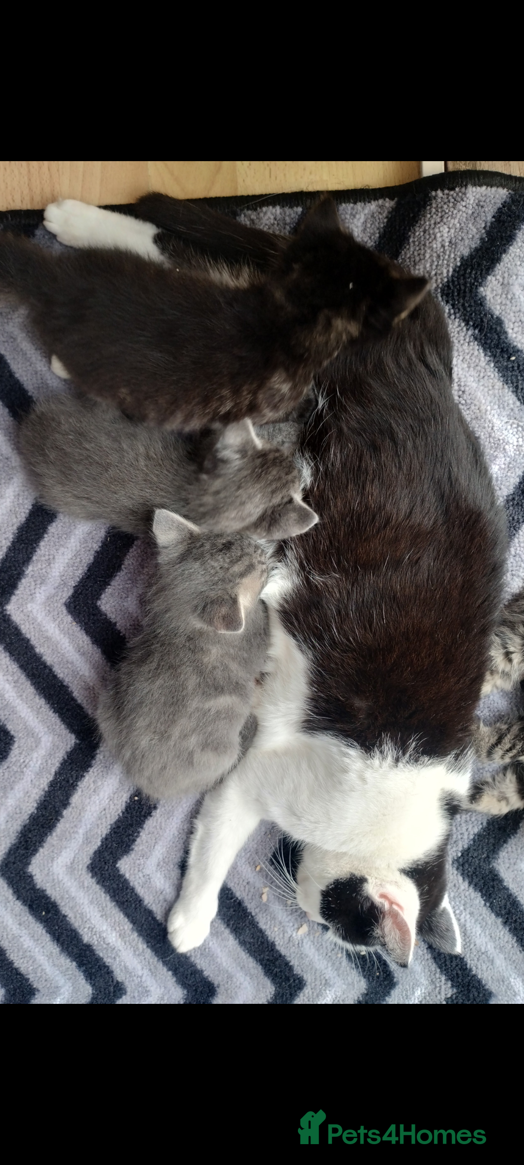 Mixed Breed cats for sale: 2 lovely kittens  - Advert 7