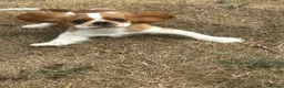 King Charles Spaniel dogs for sale:  Pure King Charles cavalier puppies  - Advert 16