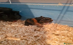Guinea Pig rodents for sale: 2 males 7 weeks old - Image 3
