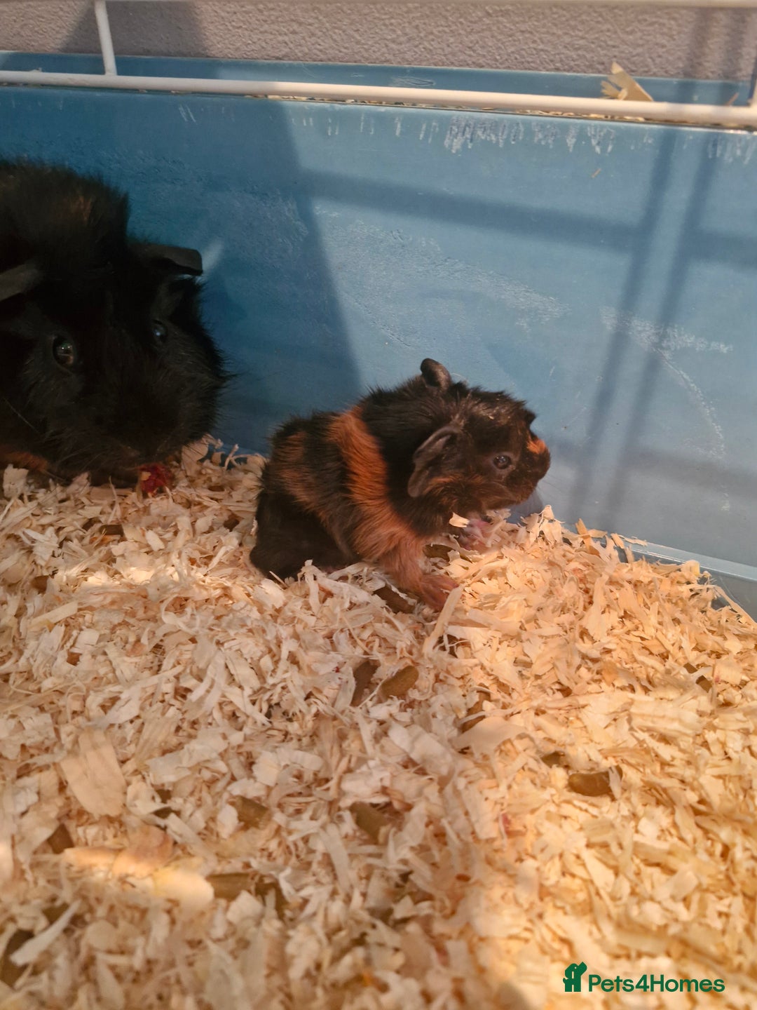 Guinea Pig rodents for sale: 2 males 7 weeks old - Image 3