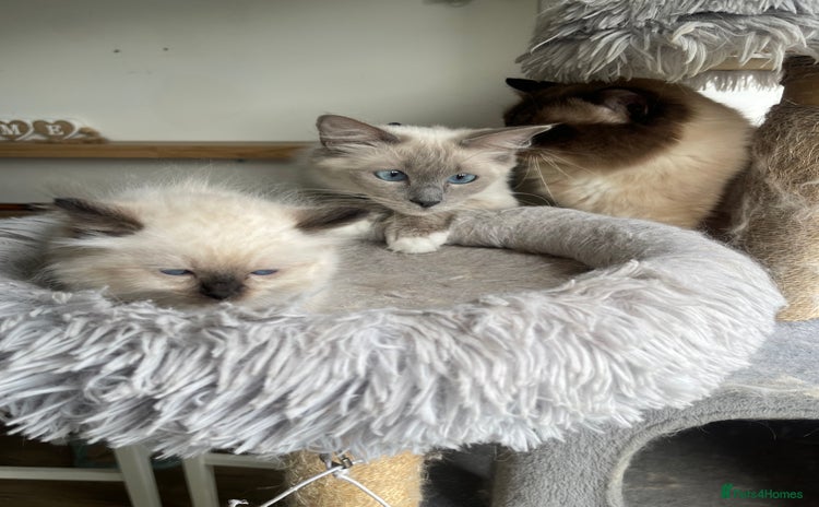 Ragdoll cats - Advert 2
