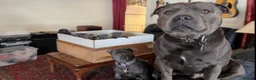 Staffordshire Bull Terrier dogs for sale: KC & DNA tested Staffordshire Bull Terrier Puppies - Advert 4
