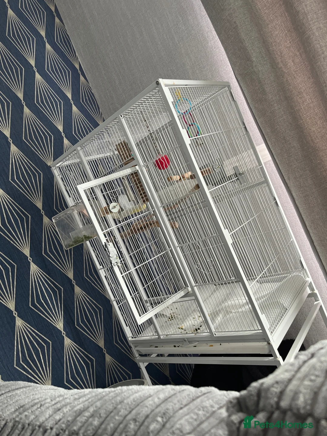 Cockatiels birds for sale: Female cockatiel  in Manchester - Advert 2