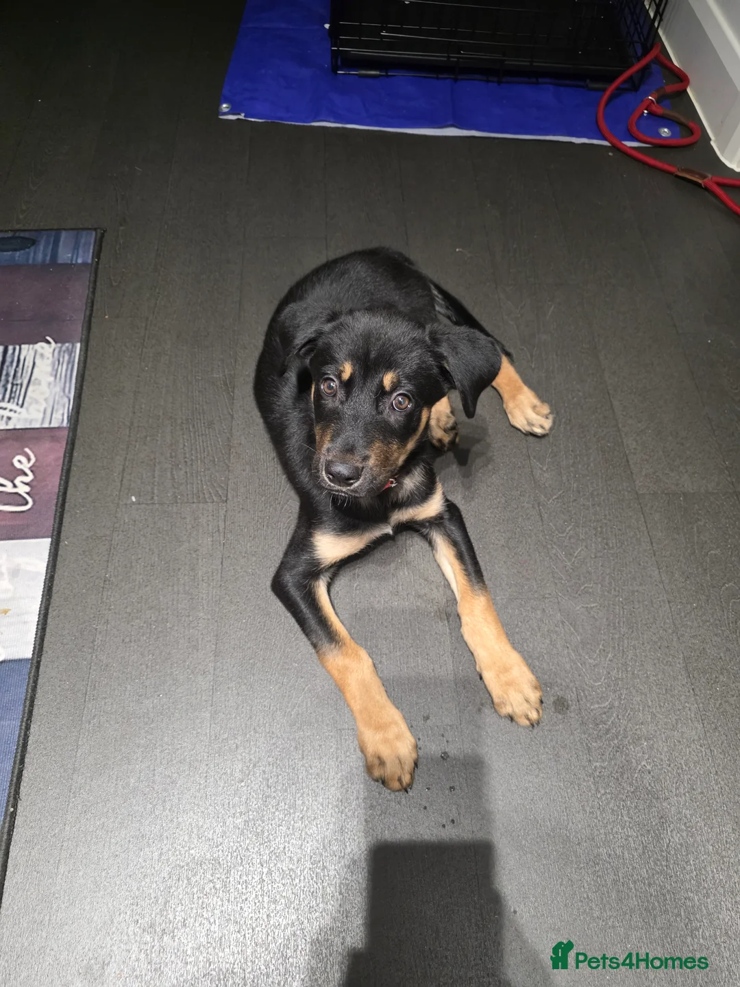 Mixed Breed dogs for sale: Red puppy for rehome  - Advert 2