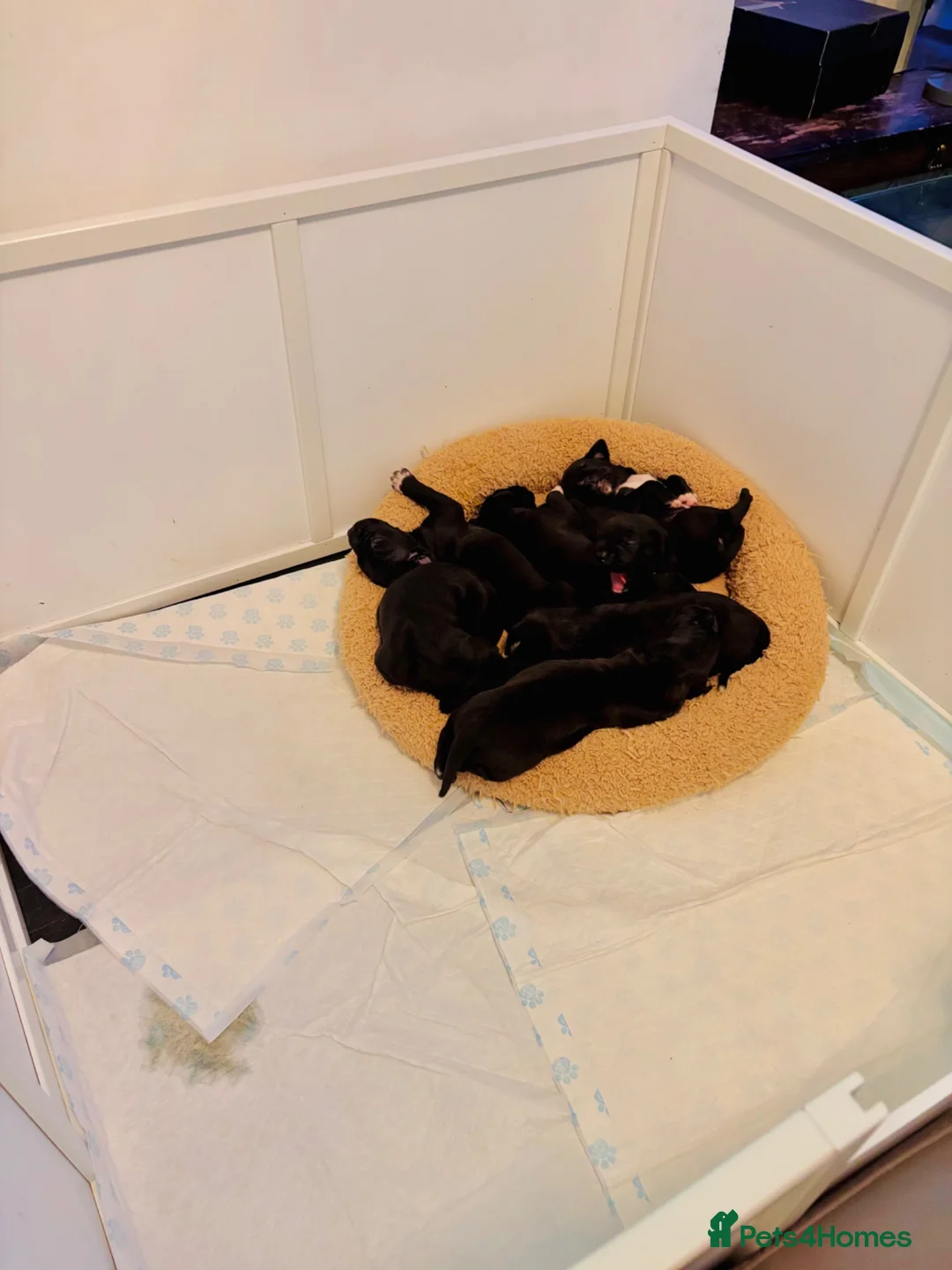 Mixed Breed dogs for sale: Puppies for sale  - Advert 2