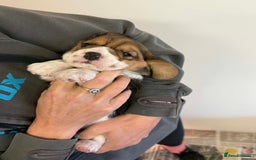 Beagle dogs for sale: Dialynne have puppies available  - Advert 1