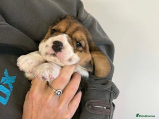 Beagle dogs Dialynne have puppies available - Advert 5