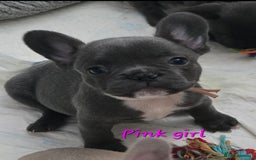 French Bulldog dogs for sale: Beautiful French bulldog puppies - Image 22
