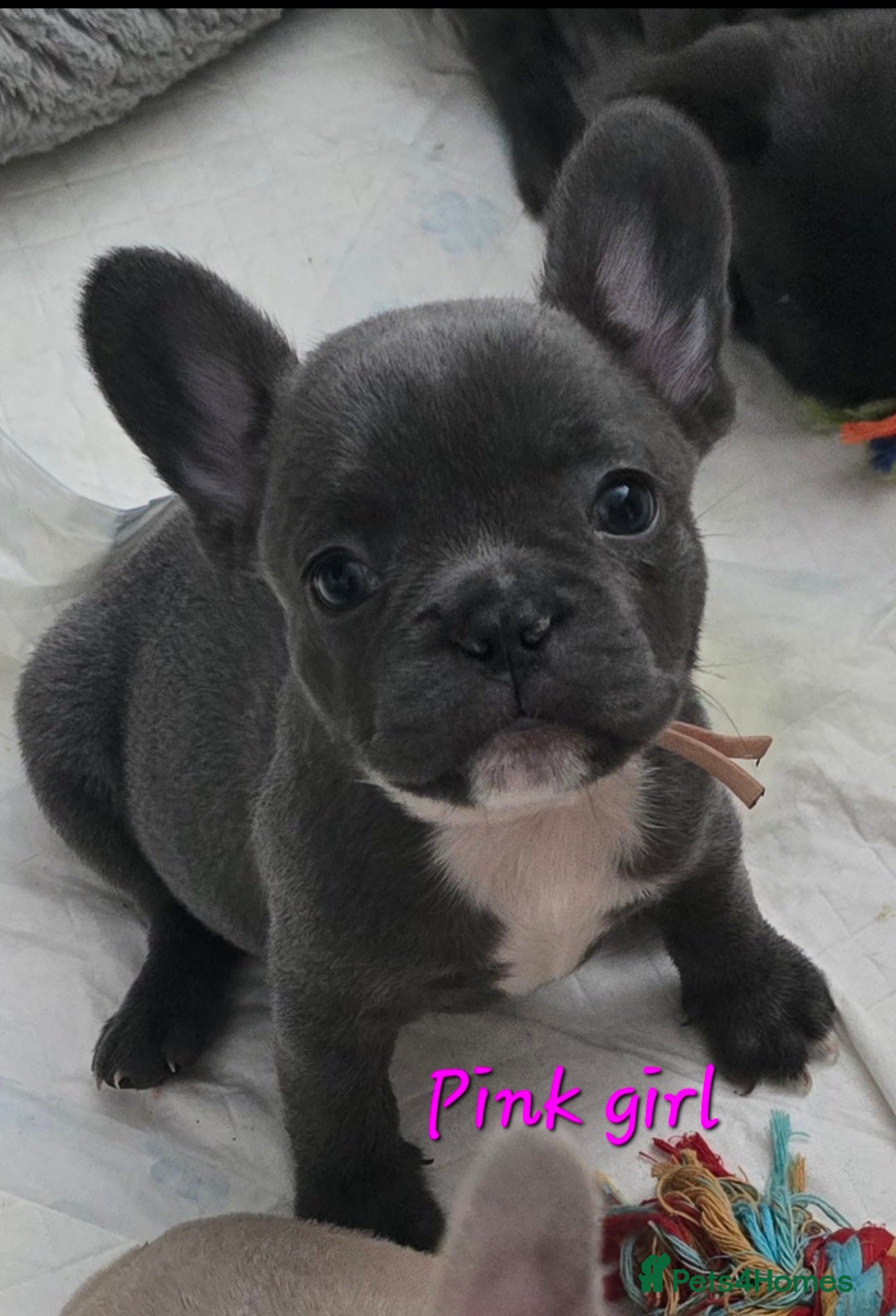 French Bulldog dogs for sale: Beautiful French bulldog puppies - Image 22