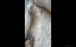 Bengal cats for sale: 4 Rare Tica Registered Bengal Kittens - Image 34
