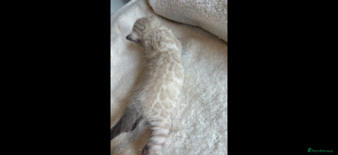 Bengal cats for sale: 4 Rare Tica Registered Bengal Kittens - Image 34
