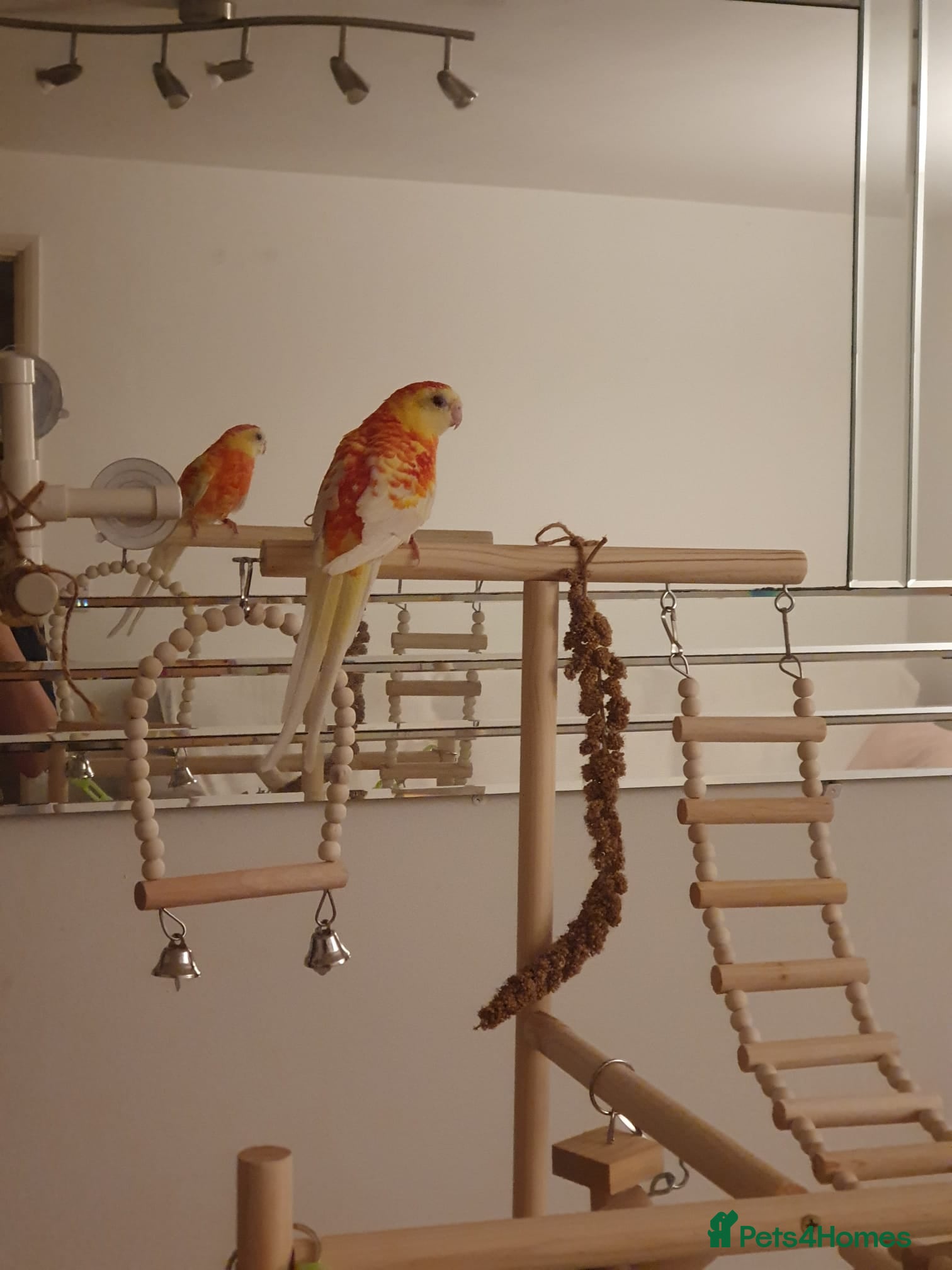 Parakeets birds **Beautiful Rare Mutation Red-Rumped Parakeet - Advert 1