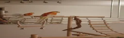 Parakeets birds for sale: **Beautiful Rare Mutation Red-Rumped Parakeet in London - Advert 1