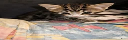 Mixed Breed cats for sale: Mixed breed kittens - Advert 2