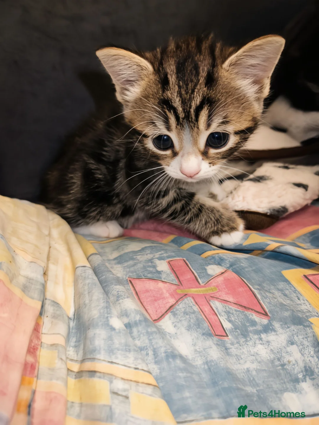 Mixed Breed cats for sale: Mixed breed kittens - Advert 2