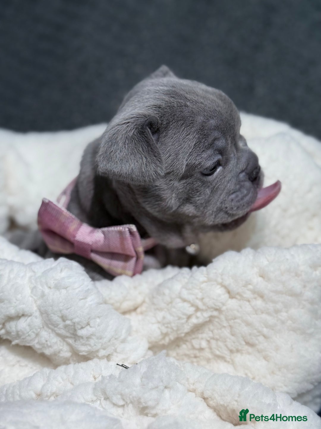 French Bulldog dogs for sale: French bulldog puppies for sale! - Advert 32
