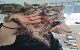 Bengal cats for sale: Pure bengals - Image 3