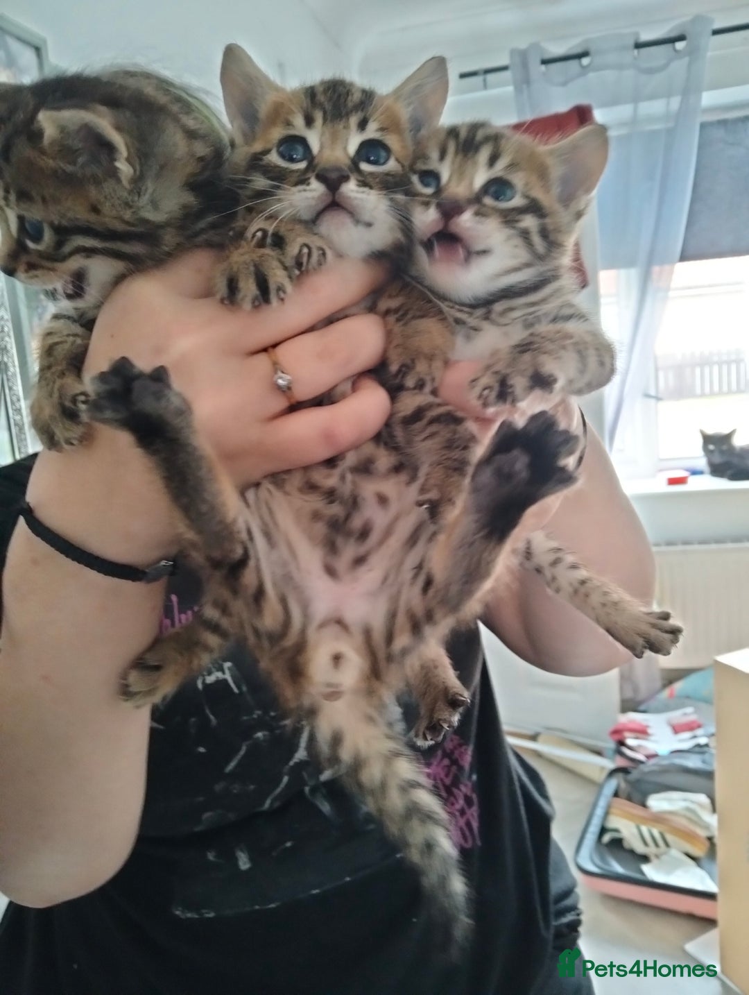 Bengal cats for sale: Pure bengals - Image 3