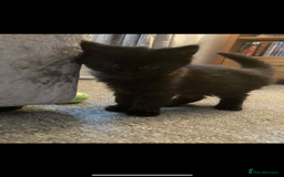 Bombay cats for sale: 3 kittens  - Image 1