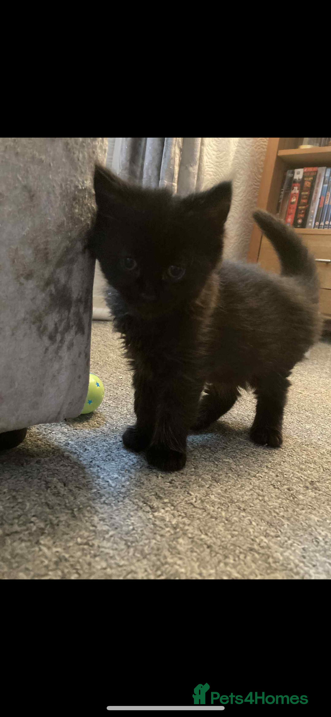 Bombay cats for sale: 3 kittens  - Image 1