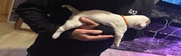 American Bulldog dogs for sale: 🐾 AMERICAN BULLDOG PUPPIES 🐾 in Stockport - Advert 13