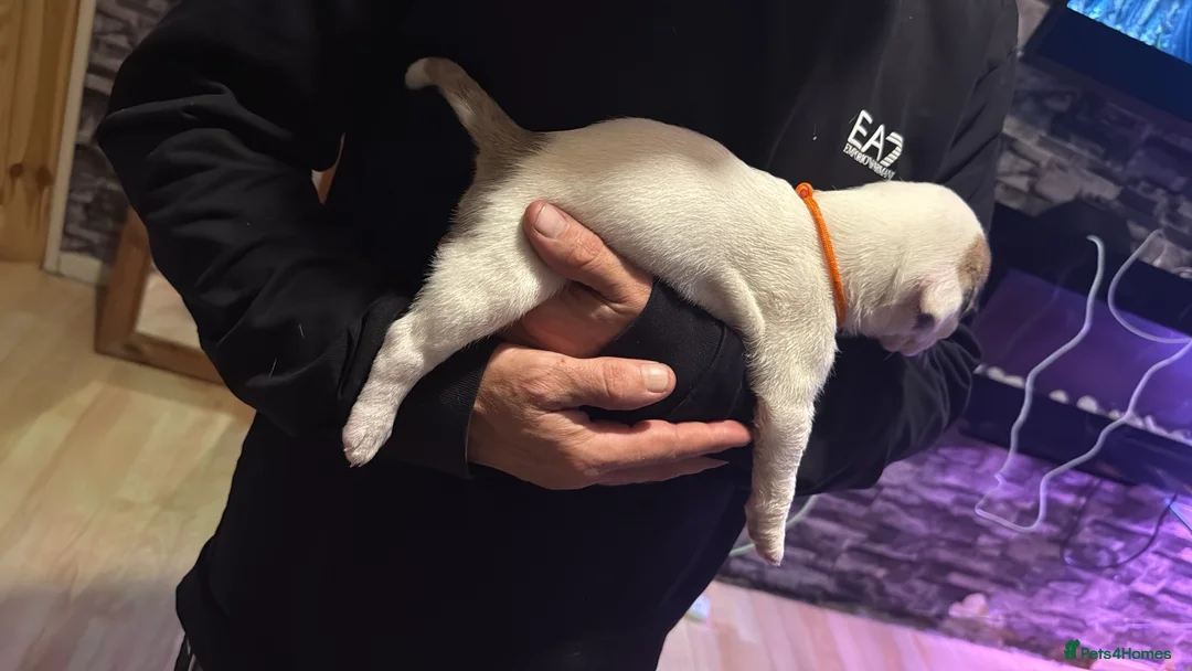 American Bulldog dogs for sale: 🐾 AMERICAN BULLDOG PUPPIES 🐾 in Stockport - Advert 13
