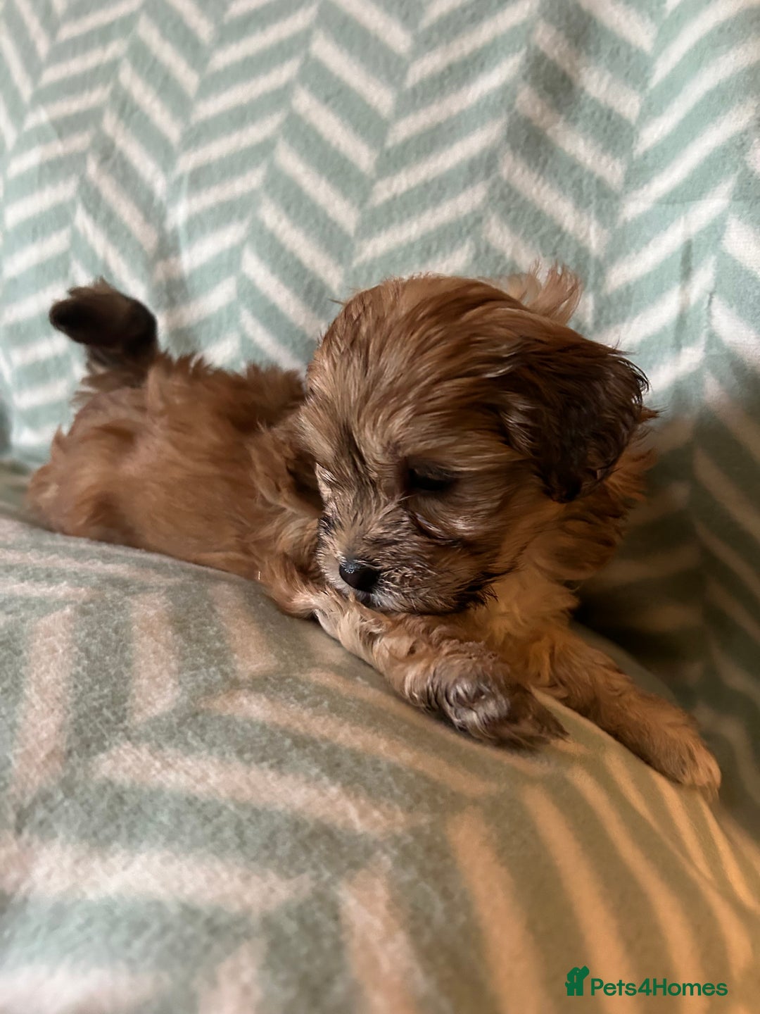 Mixed Breed dogs for sale: Beautiful Malshi-Poo Puppies (Shmoodles) ❤️ - Image 7