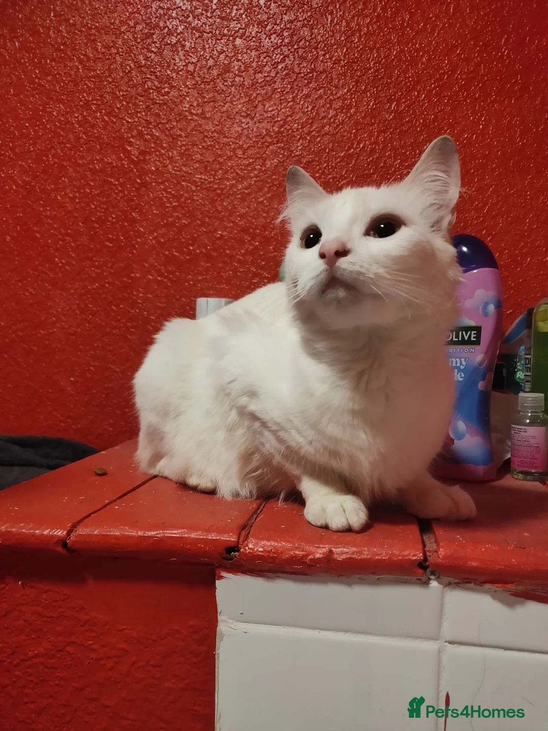 Turkish Angora cats for sale: Turkish Angora  - Advert 3