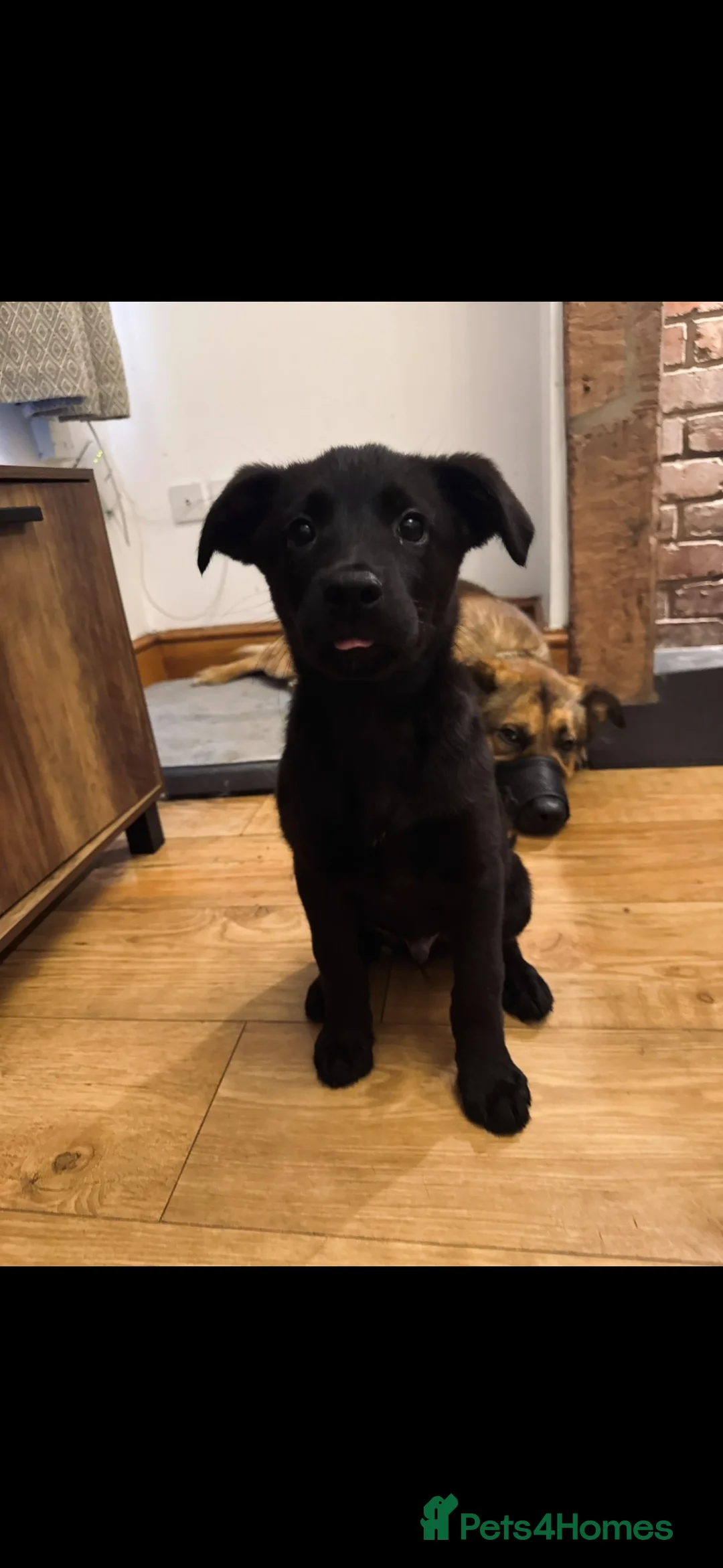 Golden Shepherd dogs for sale: 4 month old German shepherd x golden retriever  - Advert 7