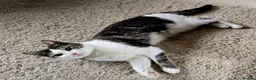 Mixed Breed cats for sale: Adorable & Extremely Affectionate Male Kittens - Advert 2