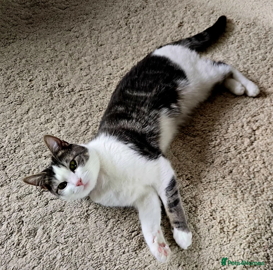 Mixed Breed cats for sale: Adorable & Extremely Affectionate Male Kittens - Advert 2