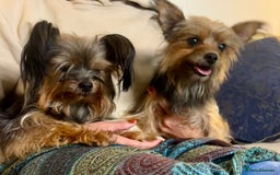 Yorkshire Terrier dogs for sale: ♥️ 2 Yorkshire Terrier girls ♥️  - Image 7