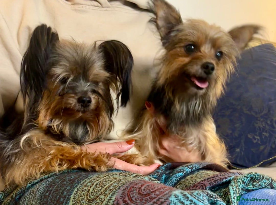 Yorkshire Terrier dogs for sale: ♥️ 2 Yorkshire Terrier girls ♥️  - Image 7