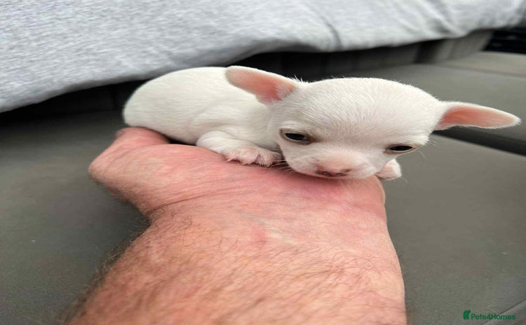 Chihuahua dogs - Advert 3