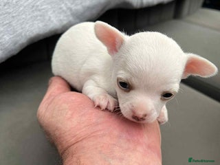Chihuahua dogs - Advert 4